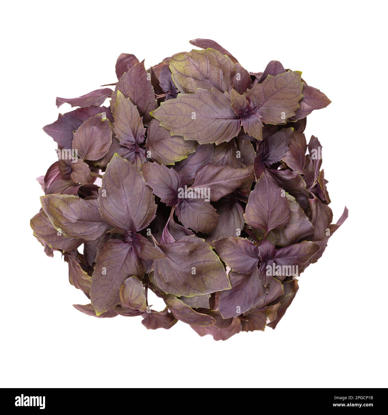 Red rubin basil from above, isolated over white. Fresh Ocimum basilicum Purpurascens, a variation of sweet basil, with unusual reddish-purple leaves. Stock Photo