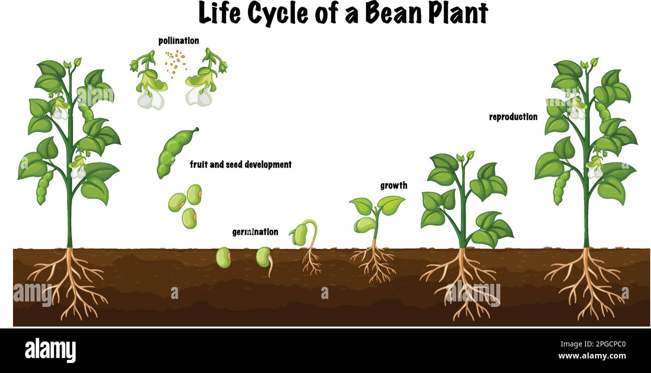 Diagram Showing Bean Life Cycle Royalty Free Vector Image 44 OFF