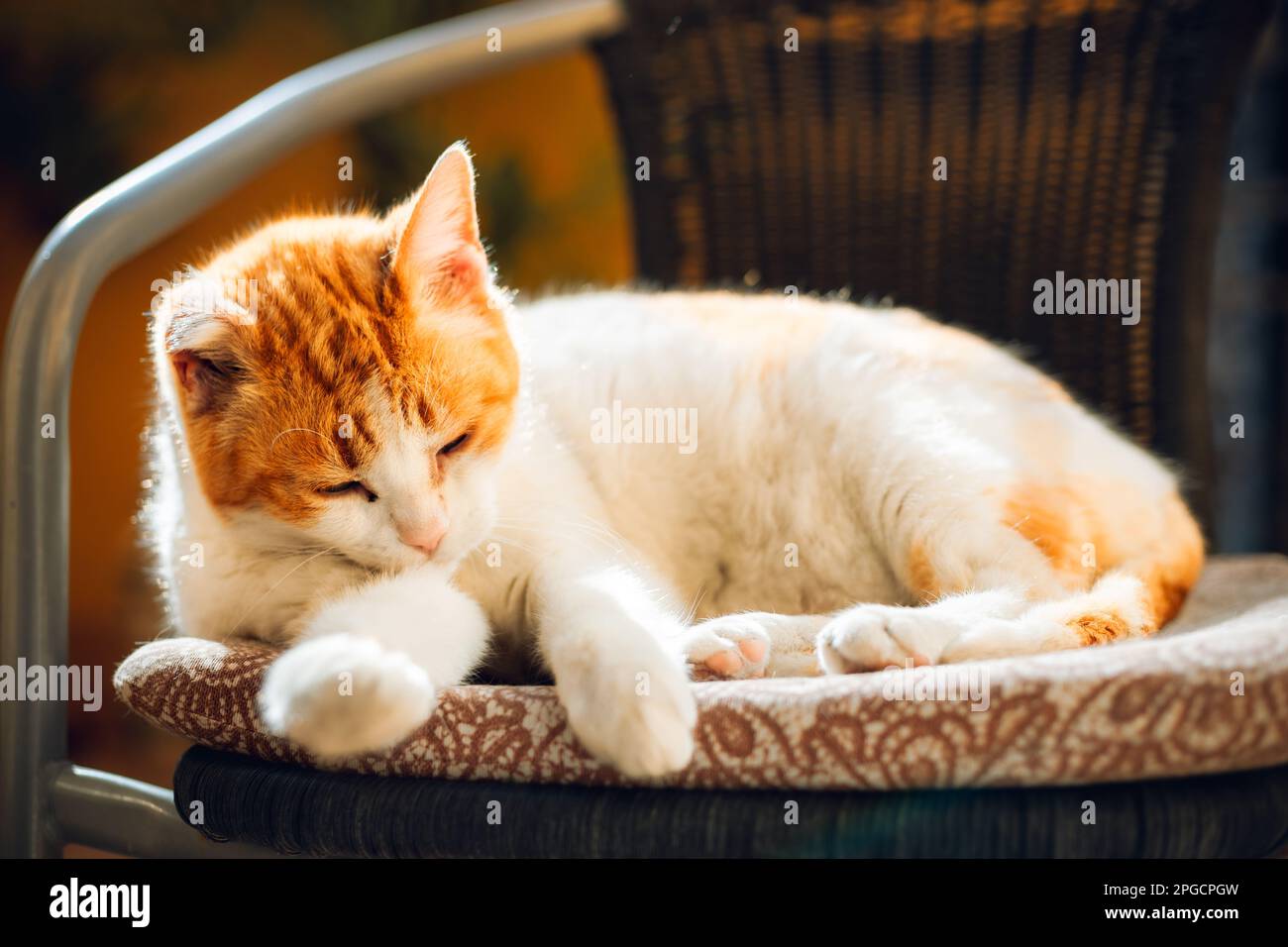 Adorable fluffy cat lying on soft chair and looking down Stock Photo ...