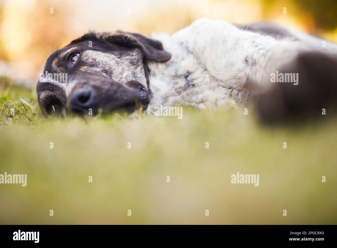 Ground level of adorable big Rafeiro do Alentejo dog resting on meadow on sunny day against blurred background Stock Photo