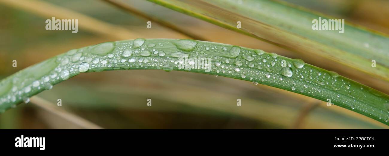 Leaf with waterdrop Stock Photo