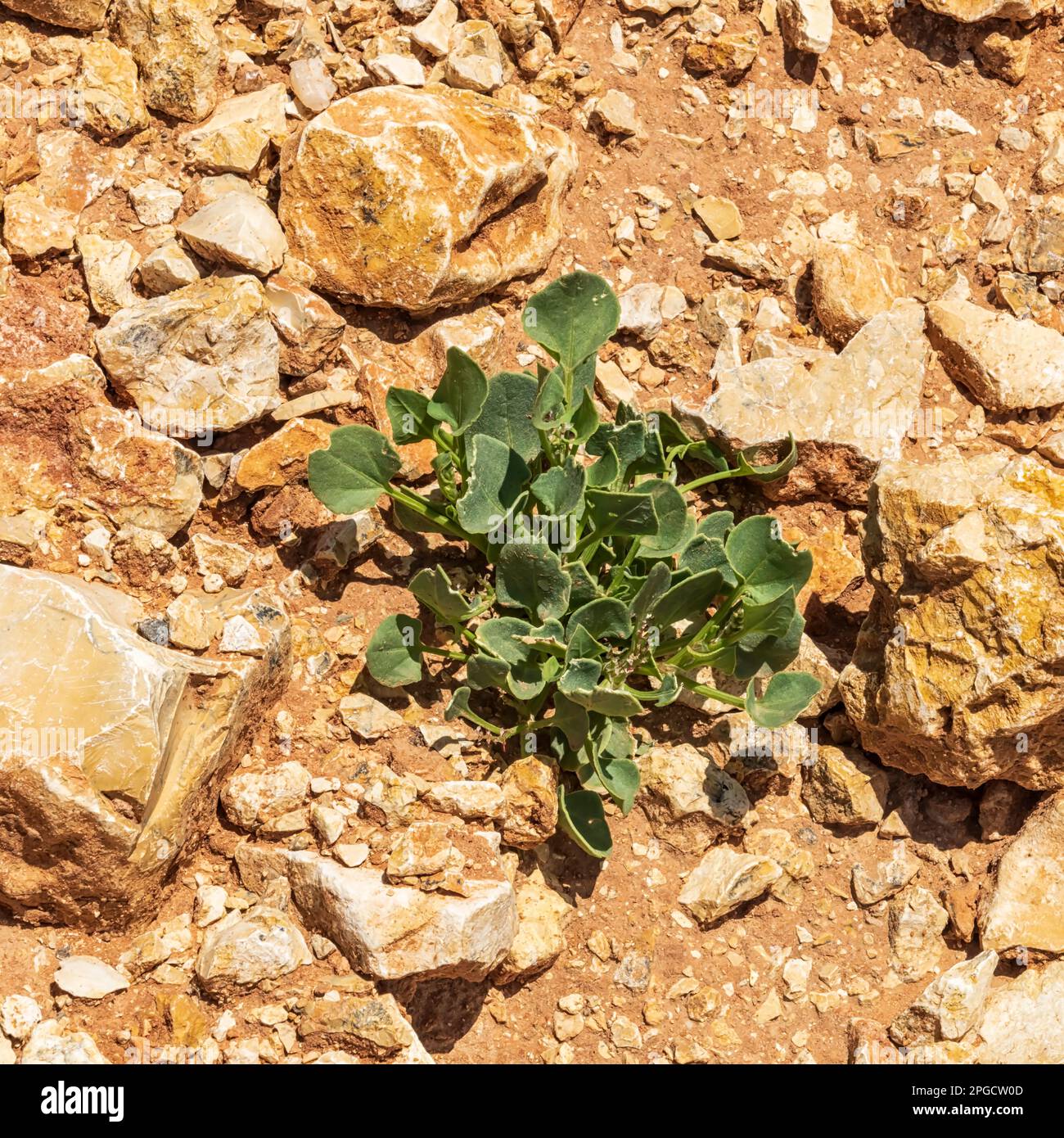 Desert plants Stock Photo