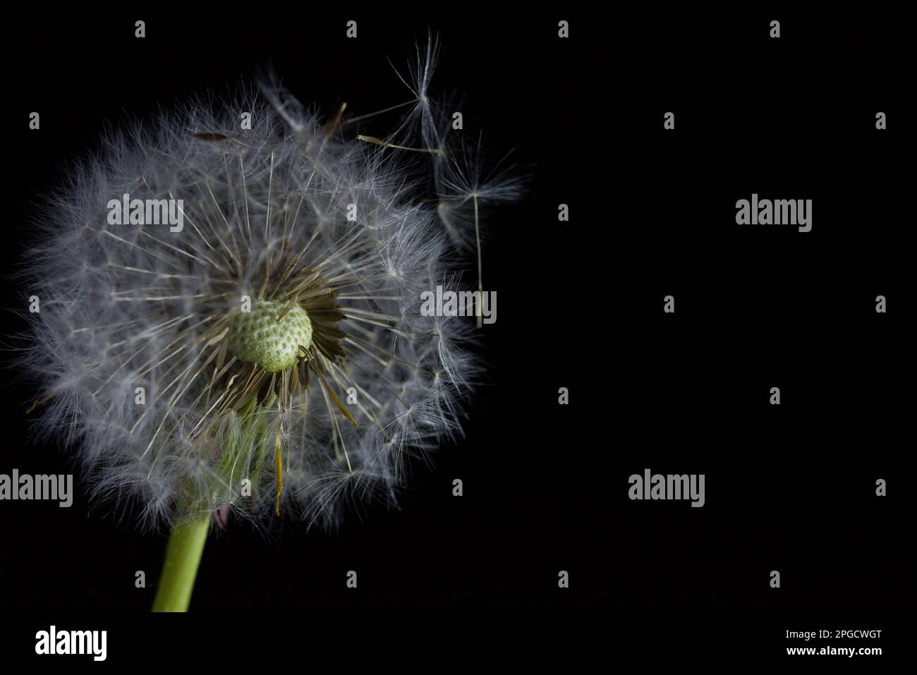 Sfondo bianco studio isolato hi-res stock photography and images - Alamy