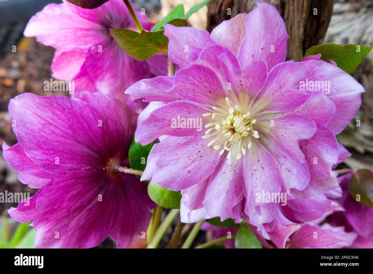 Helleborus orientalis 'Double Ellen', Pink, Hellebore, Lenten rose, Flower, Hellebores Stock Photo