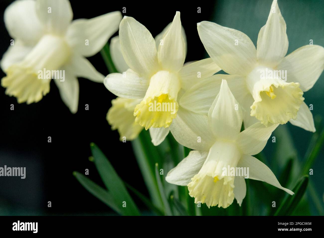 Trumpet daffodil, Narcissus 'Ice Baby', Yellowish-white, Bloom Stock Photo
