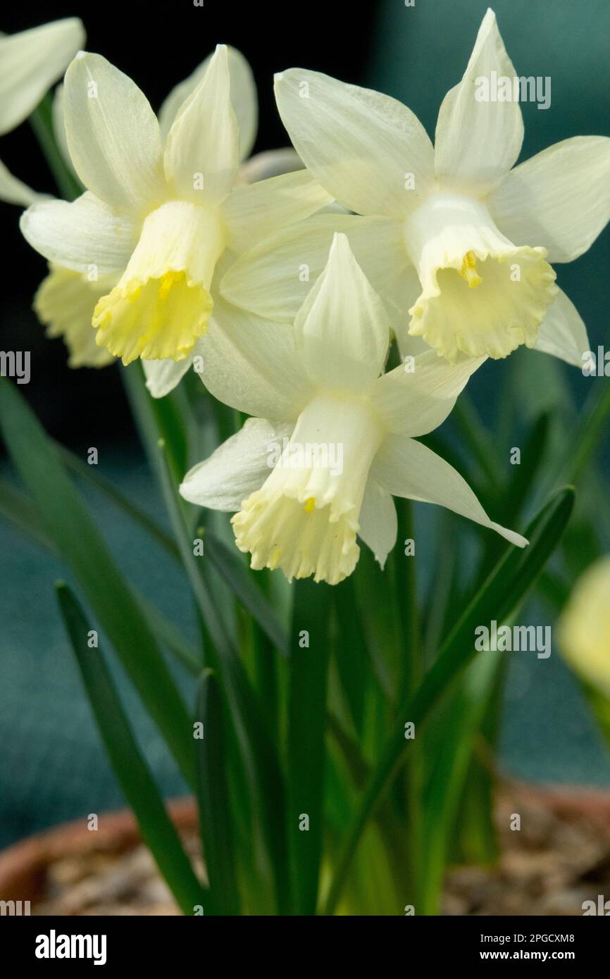 Narcissus 'Snow Baby', Daffodil, Trumpet, Daffodils, Blooming, Pot narcissus modern Stock Photo