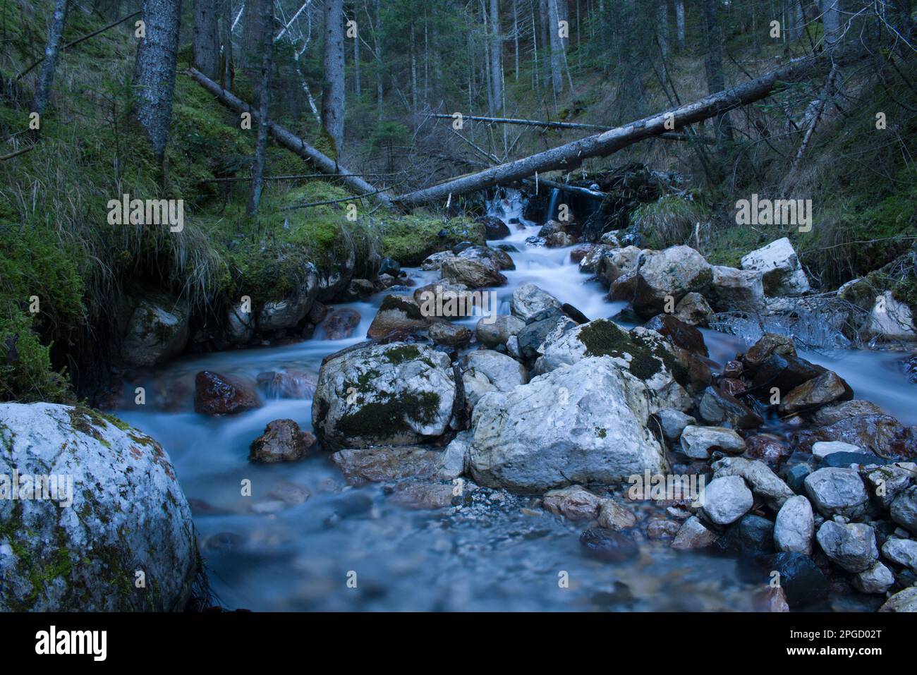 Alberi bosco hi-res stock photography and images - Alamy