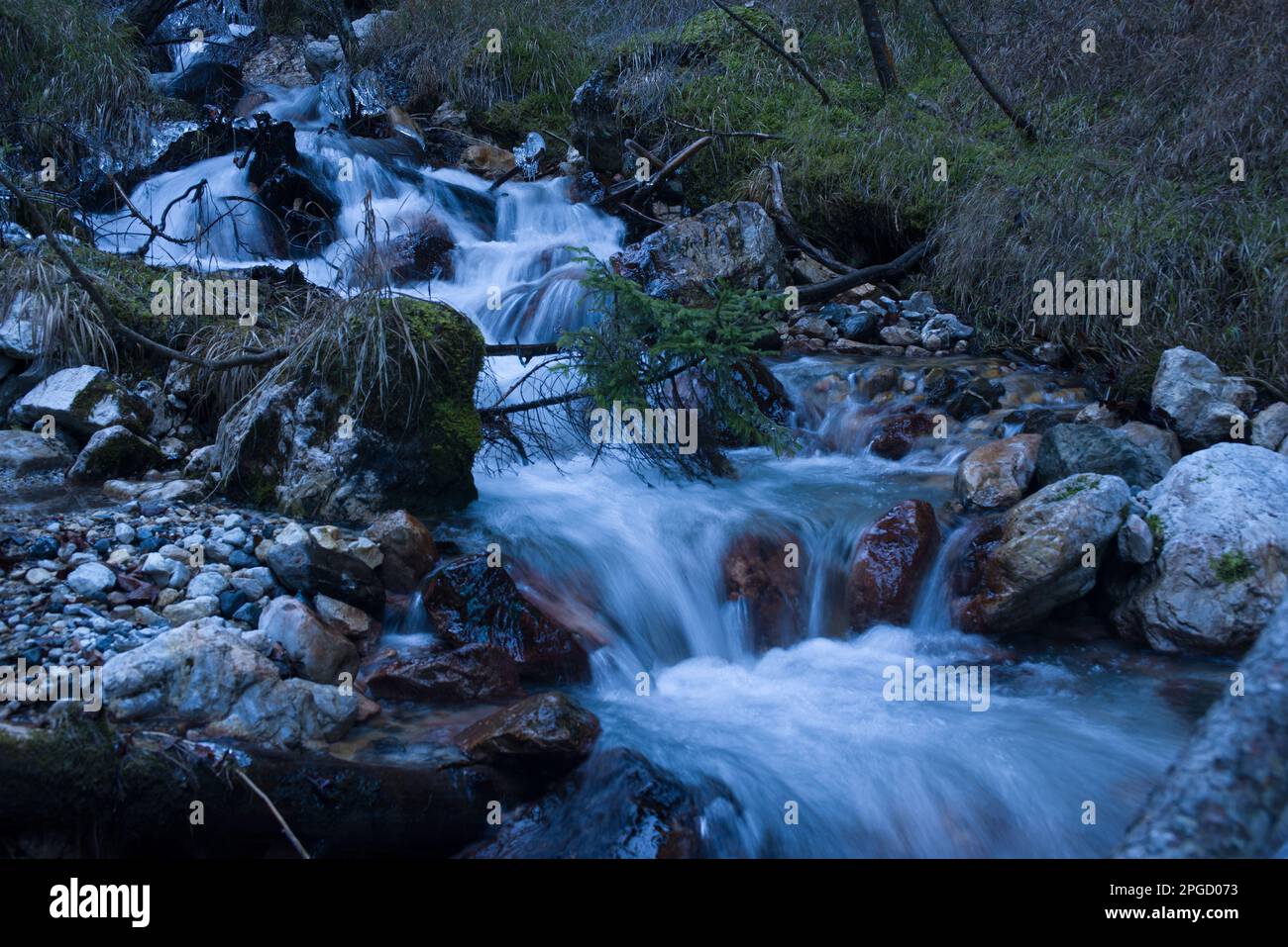 Alberi bosco hi-res stock photography and images - Alamy