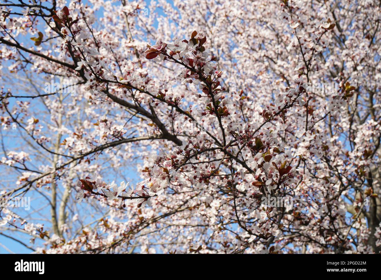 Newborn , Newborn Sakura Flower And A sakura tree and sakura branches ...