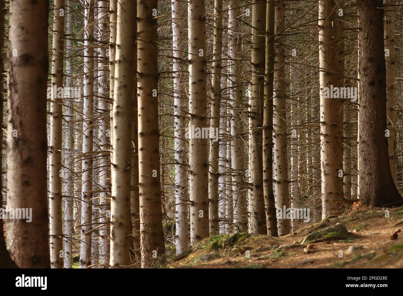 Conifers coniferous trees hi-res stock photography and images - Alamy