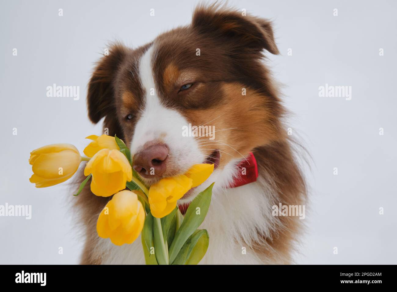 Australian shepherd tie clearance