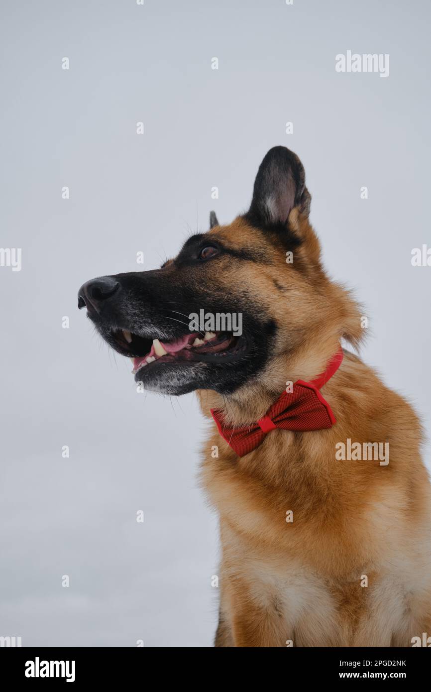 German Shepherd wears red bow tie around neck. Dog in gentlemans suit against gray overcast sky. Pet concept looks stylishly like human. Portrait in p Stock Photo Alamy