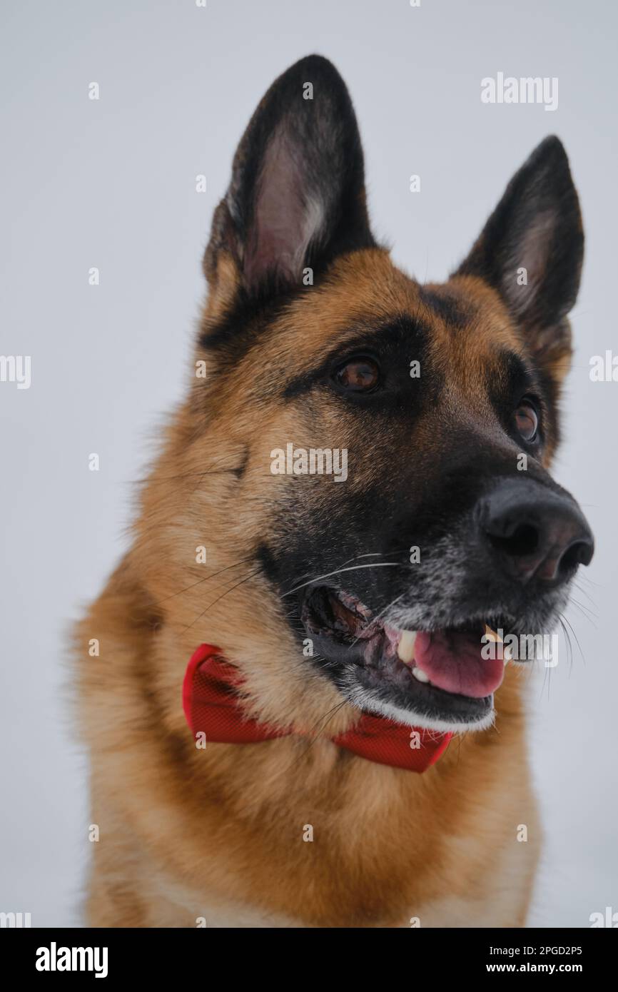 Gerimane Red German Shepherd wears red bow. Happy dog in gentlemans suit against ...