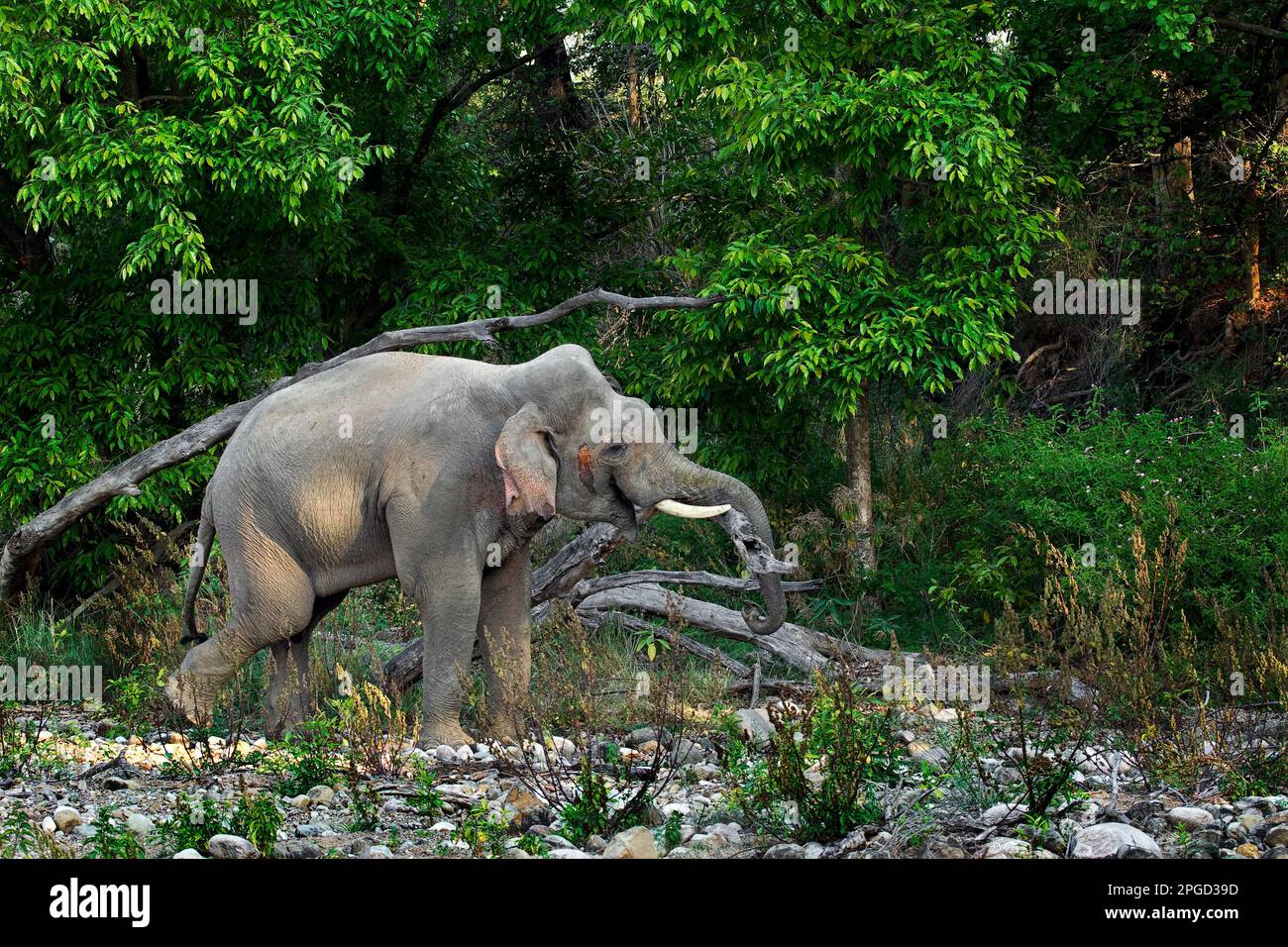 Elephant in Musth Stock Photo
