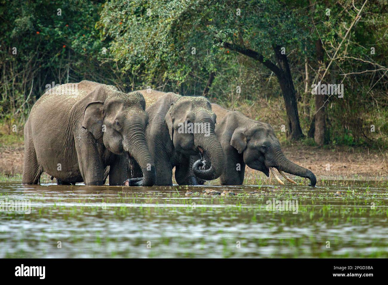 Elephants drinking water Stock Photo Alamy