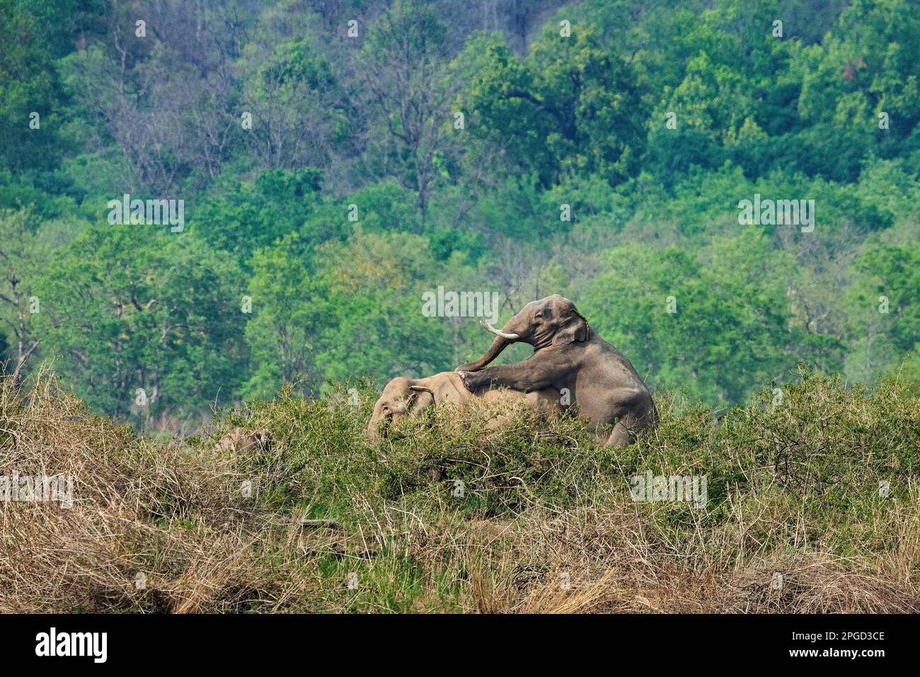 Elephant Mating Stock Photo