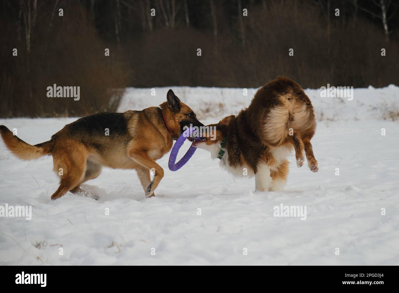 Australian and German Shepherd active and energetic dog breeds. Game