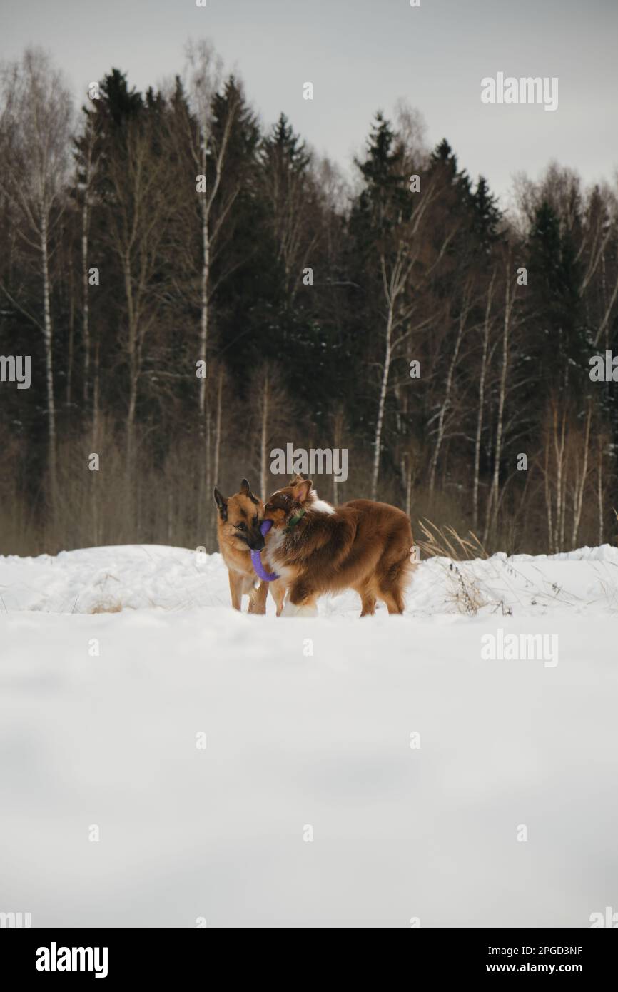 Australian and German Shepherd active and energetic dog breeds. Concept