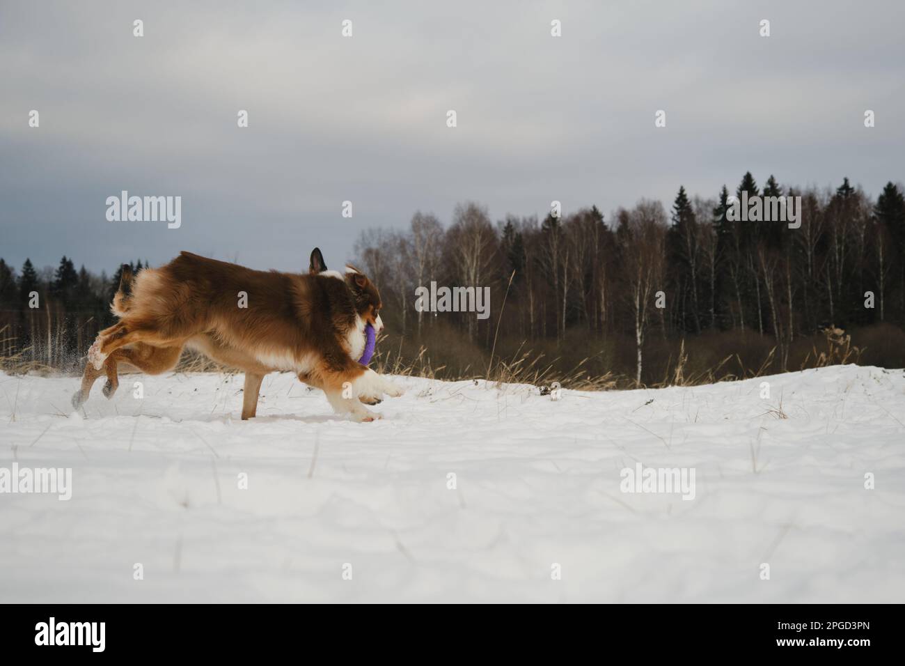 Australian and German Shepherd active and energetic dog breeds. Concept