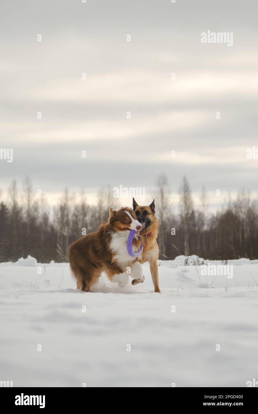 Australian and German Shepherd active and energetic dog breeds. Concept