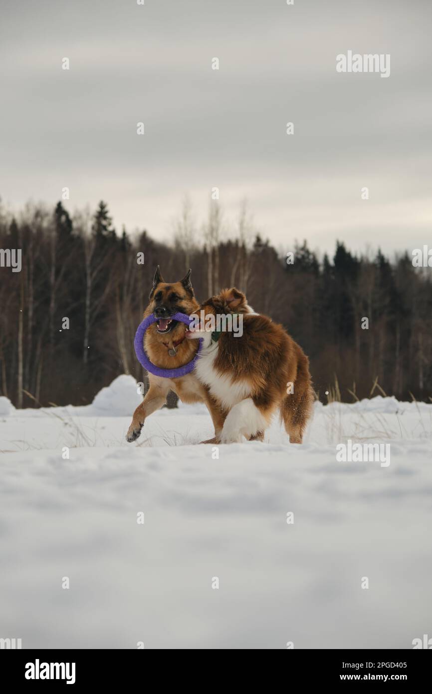 Australian and German Shepherd active and energetic dog breeds. Concept