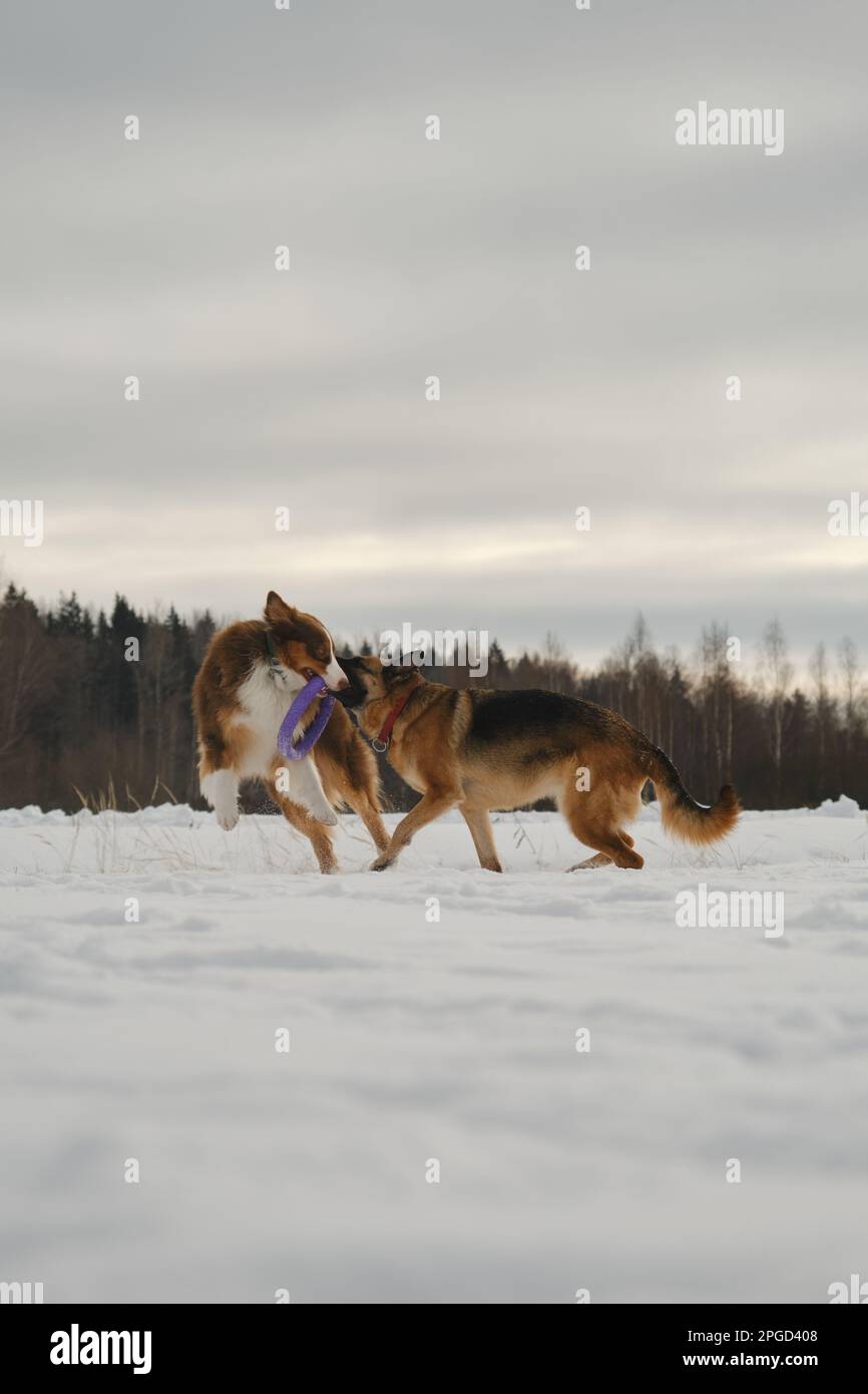 Australian and German Shepherd active and energetic dog breeds. Concept