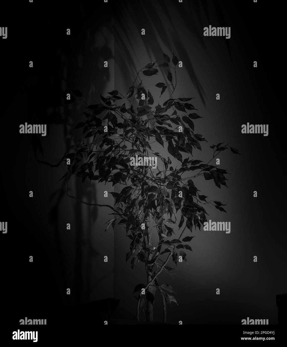Seed plant roots soil Black and White Stock Photos & Images - Alamy