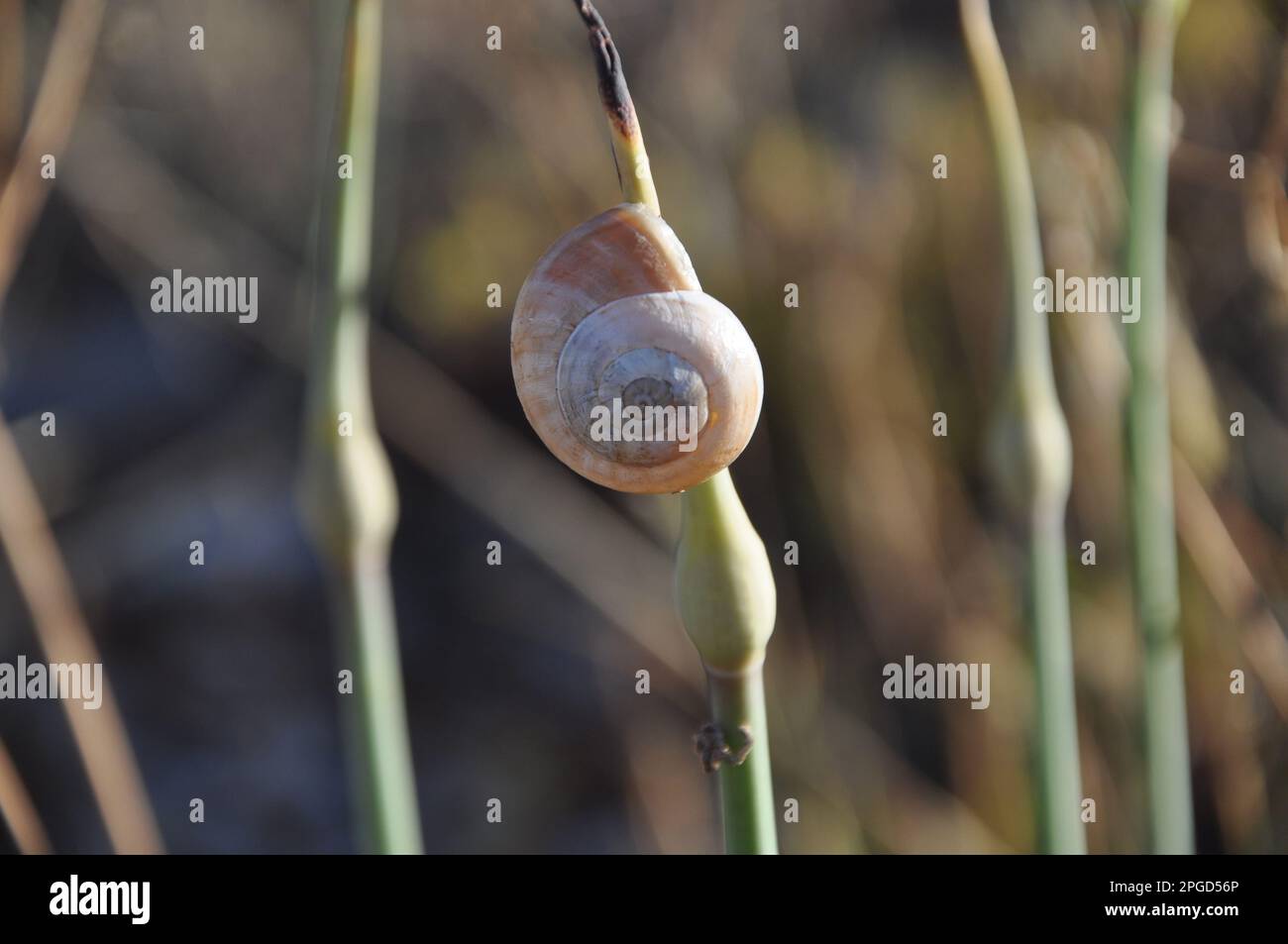 White garden snail hires stock photography and images Alamy