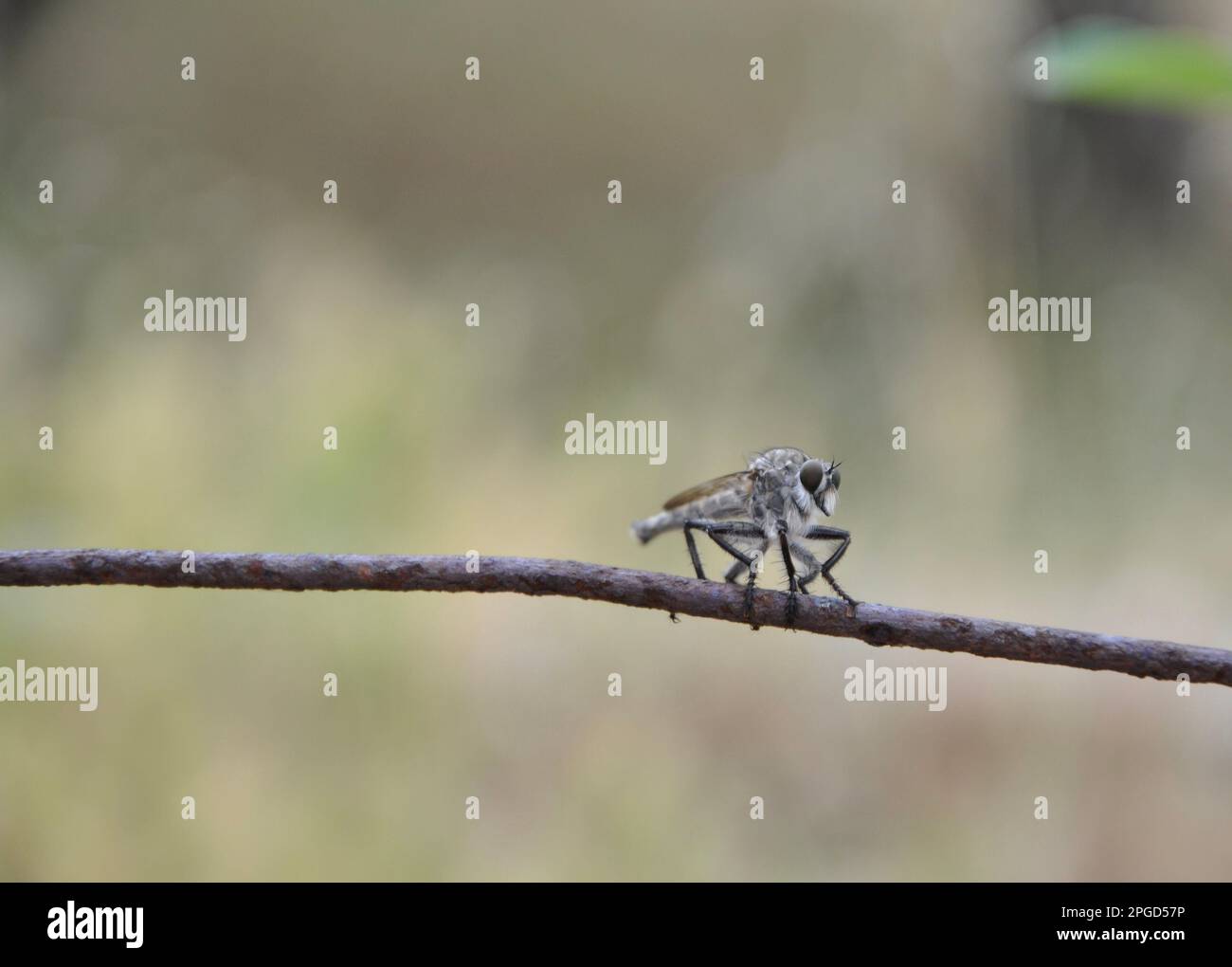 Black Dragonfly with lovely delicate Wings standing on a branch of olive tree. Stock Photo