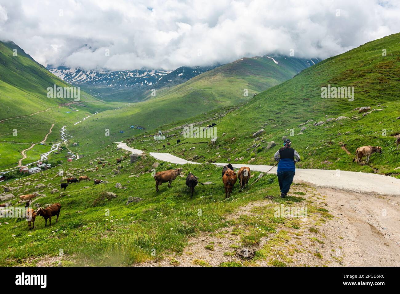 The shepherd woman and cattles in Cicekli Plateau. Camlihemsin district ...