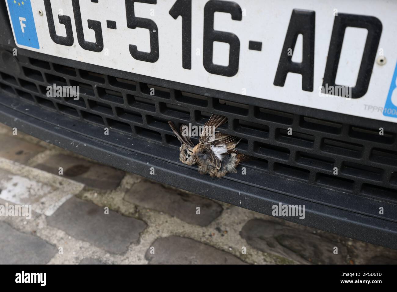 Dead bird pictured on the bumper of a car in Senlis, France. Stock Photo