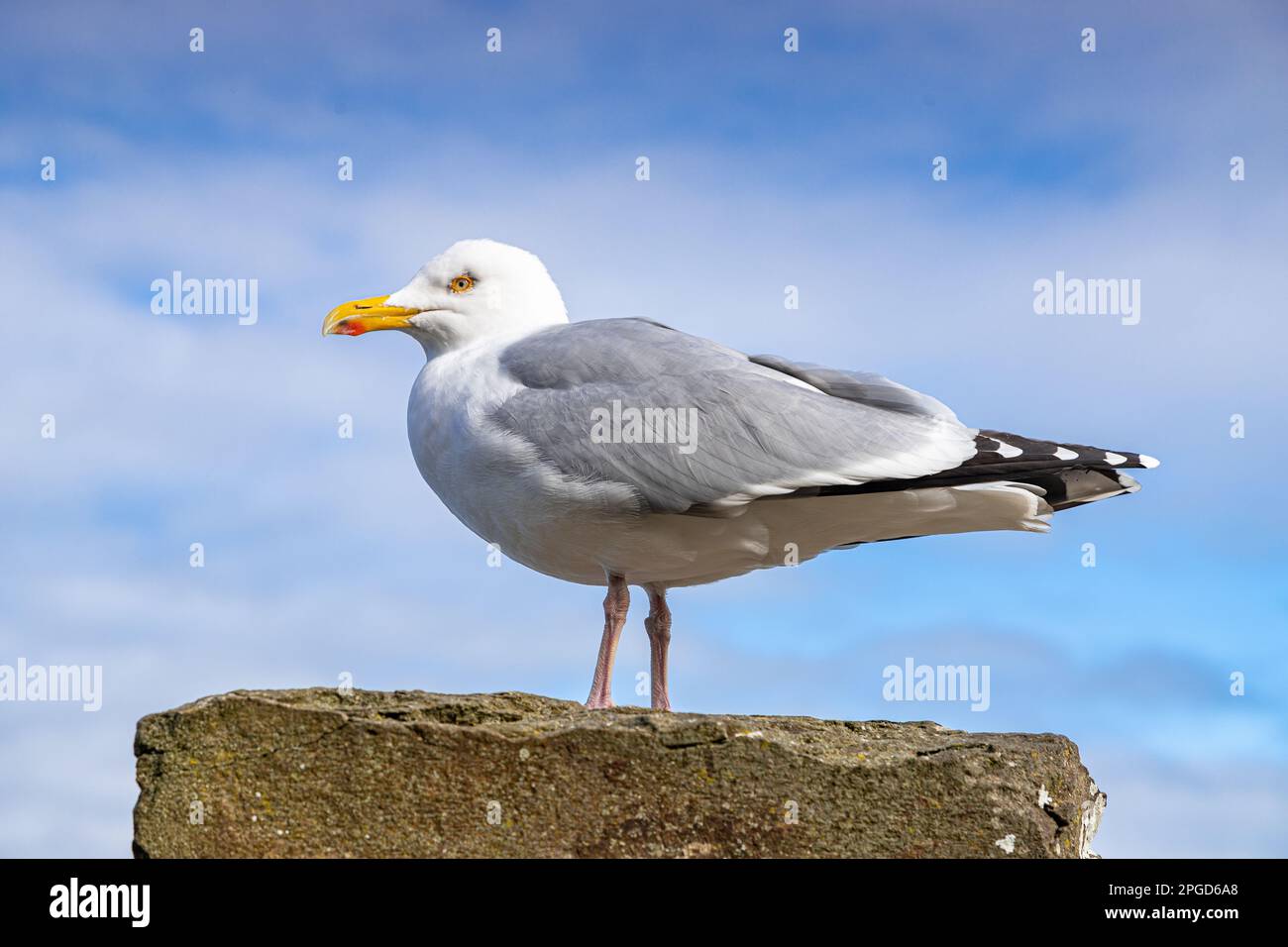 Seagull perched on a rock Stock Photo
