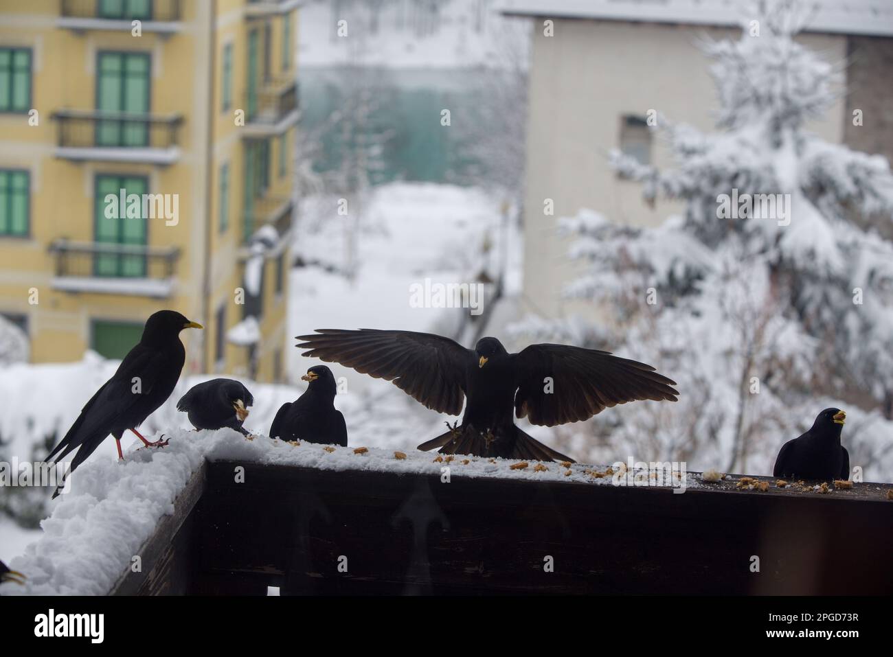 un gruppo di gracchi alpini si avvicina alla ricerca di cibo, uccelli neri sul balcone di una casa si nutrono Stock Photo