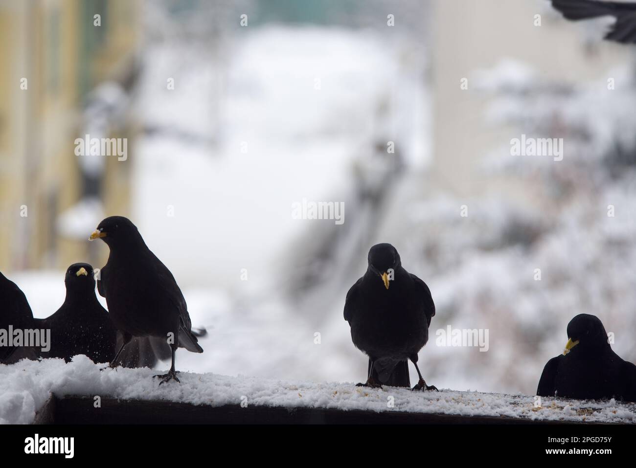 un gruppo di gracchi alpini si avvicina alla ricerca di cibo, uccelli neri sul balcone di una casa si nutrono Stock Photo