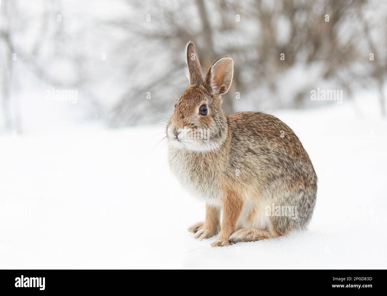 Eastern cottontail rabbit sitting in a winter forest. Stock Photo