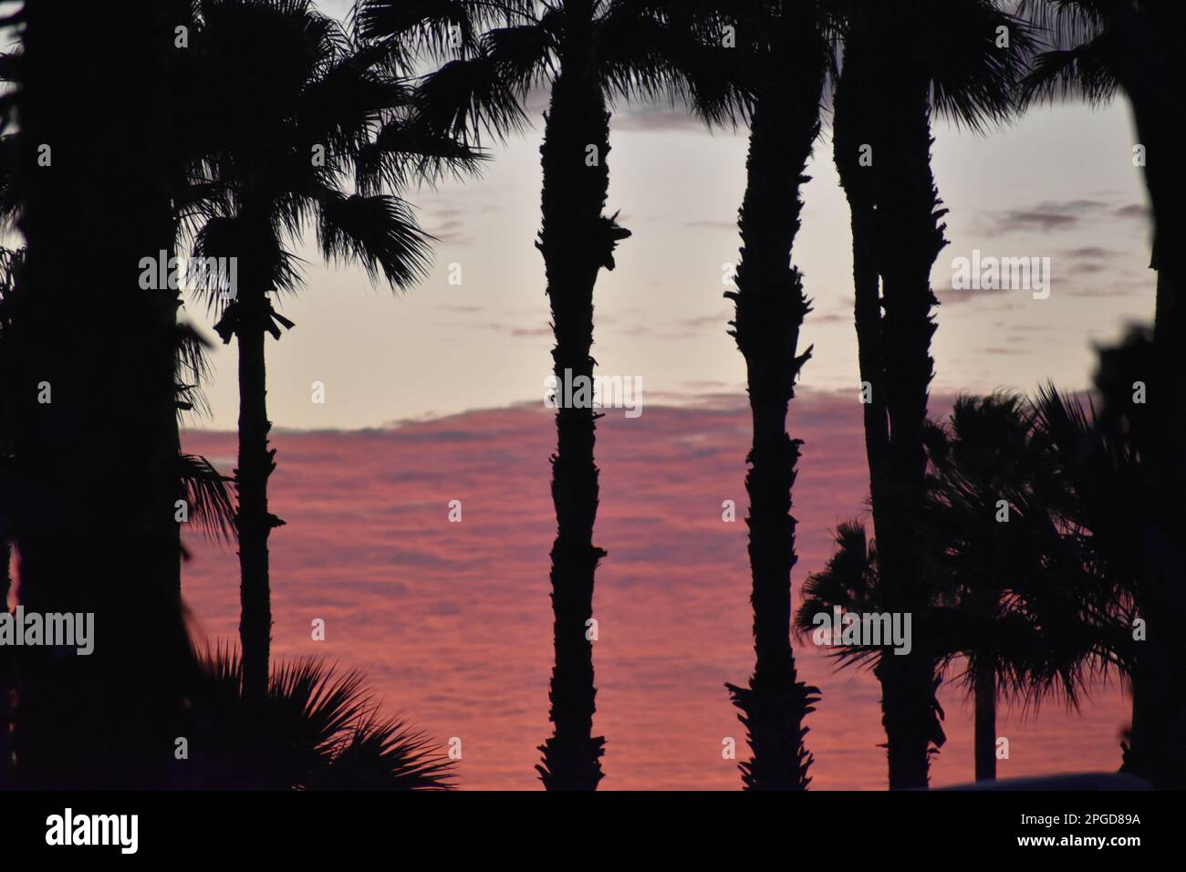 Early morning palm tree silhouettes in front of a pink red orange and blue high cloud bank Stock Photo