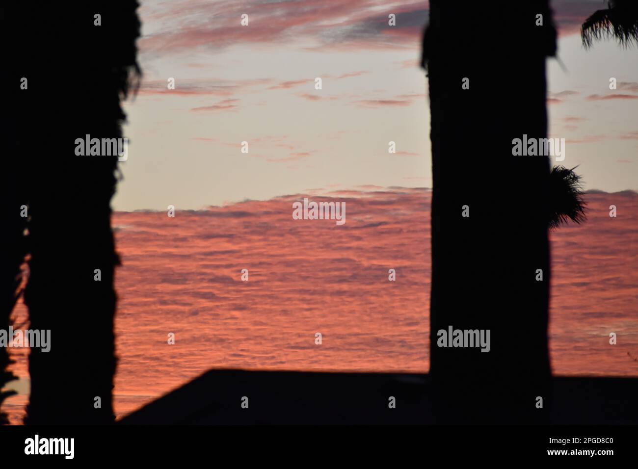 Early morning palm tree silhouettes in front of a pink red orange and blue high cloud bank Stock Photo