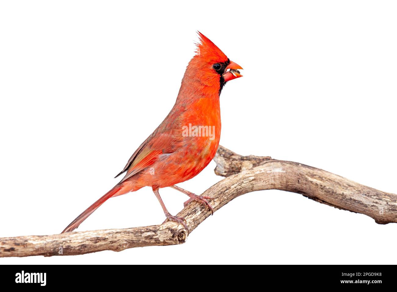 With its crest up, a cardinal eats a sunflower seed while perched on a branch. White background Stock Photo