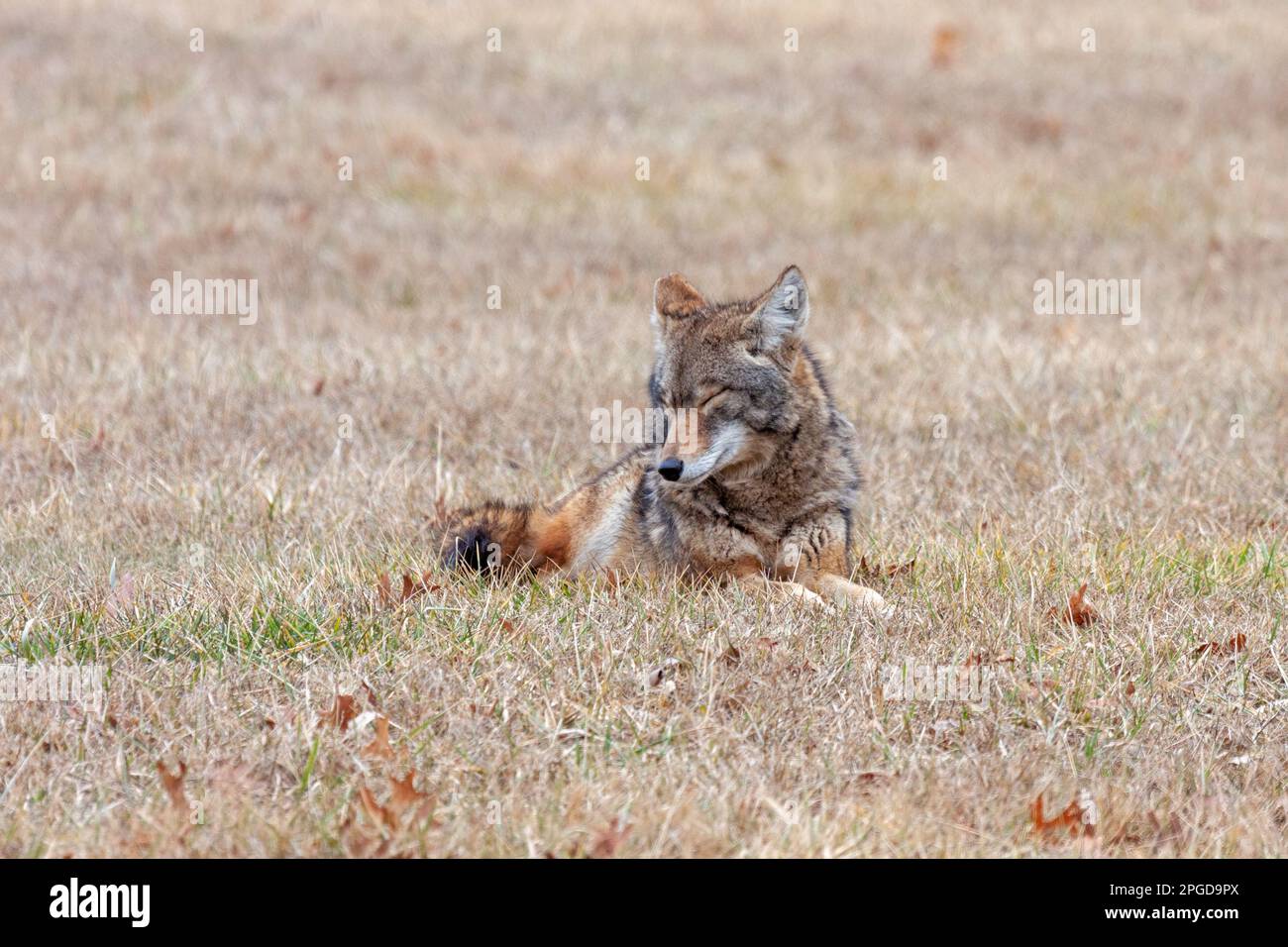 A coyote sleeping  in an open prairie. Head is up and its eyes are closed. Stock Photo