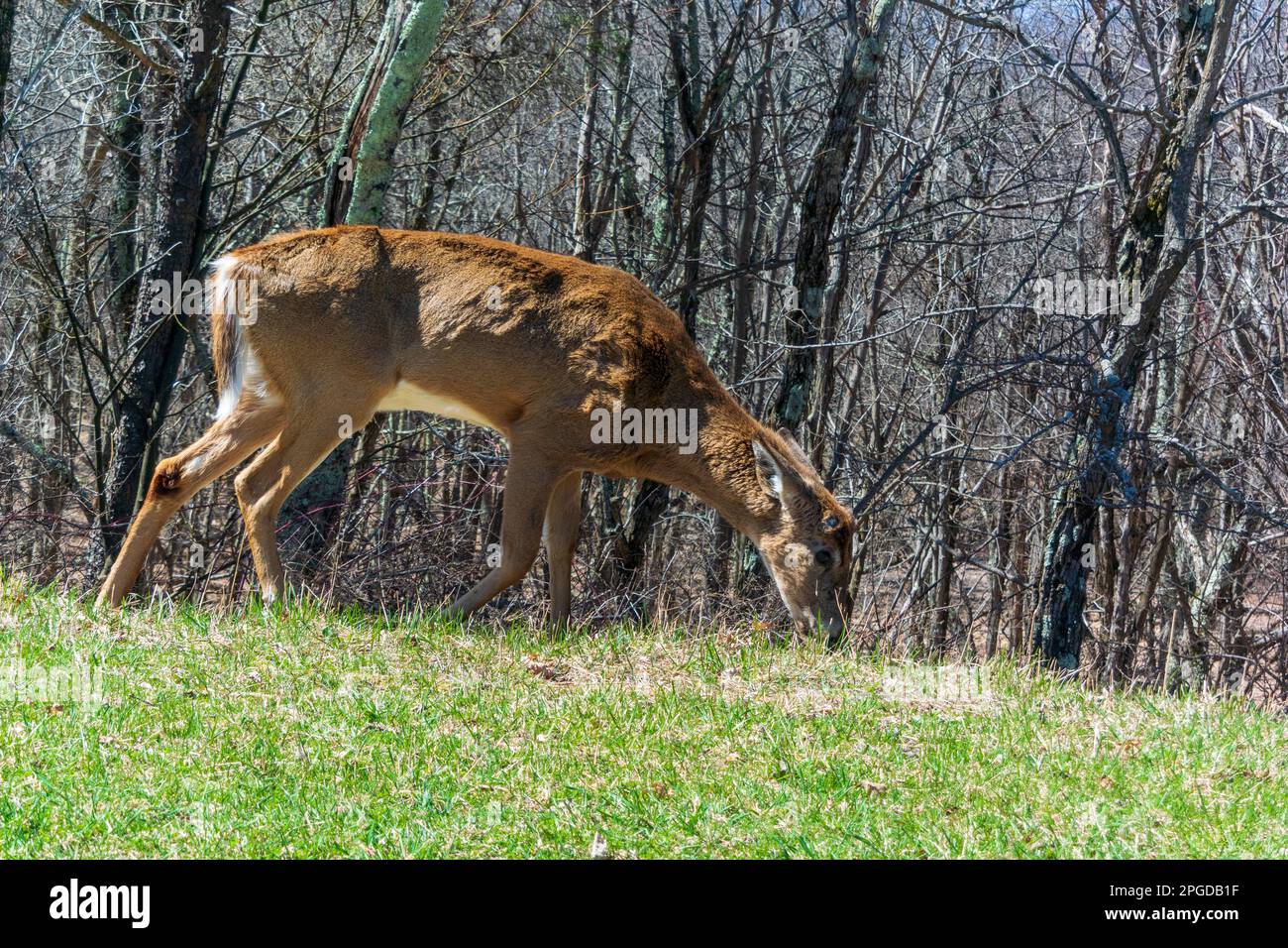 View of wild animals in forest Stock Photo - Alamy