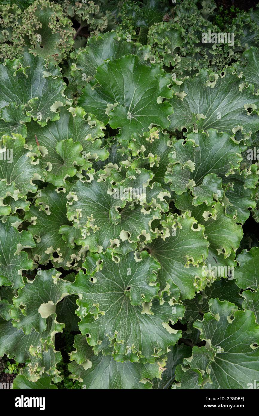 Leopard Plant Farfugium japonicum "Wavy Gravy Stock Photo Alamy