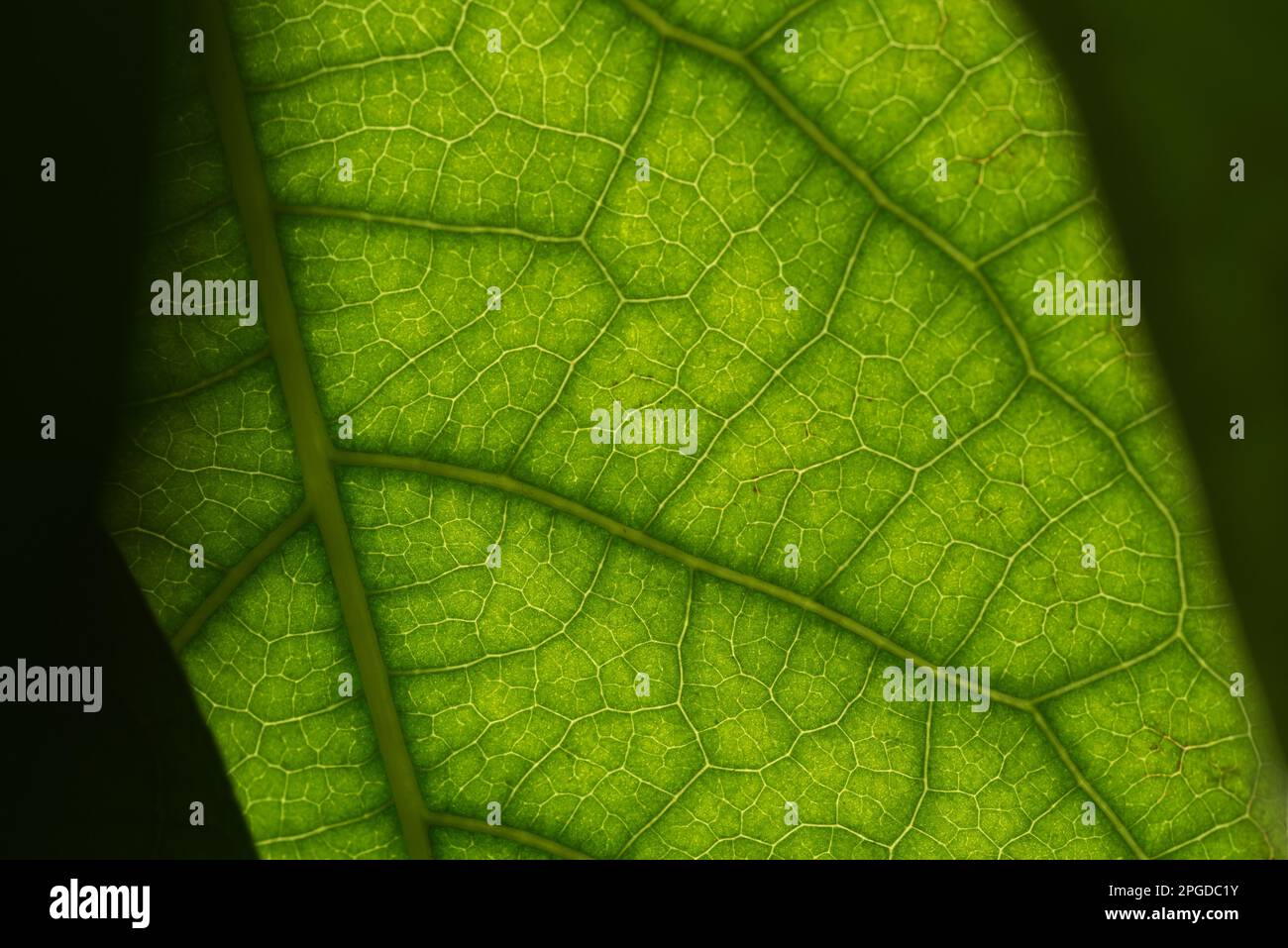 le foglie di una bella pianta da appartamento Stock Photo