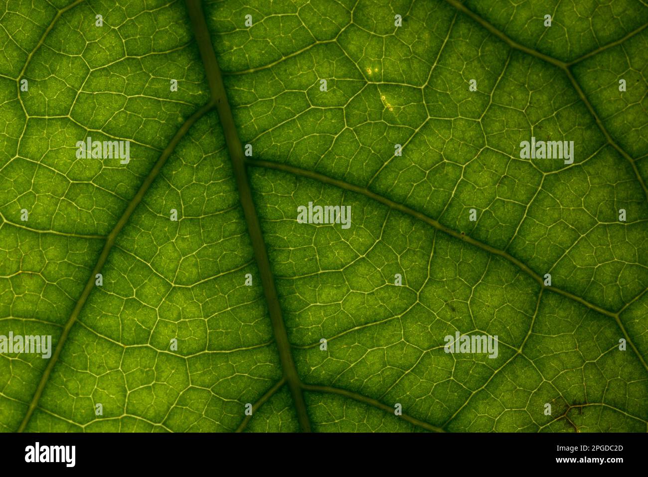 le foglie di una bella pianta da appartamento Stock Photo