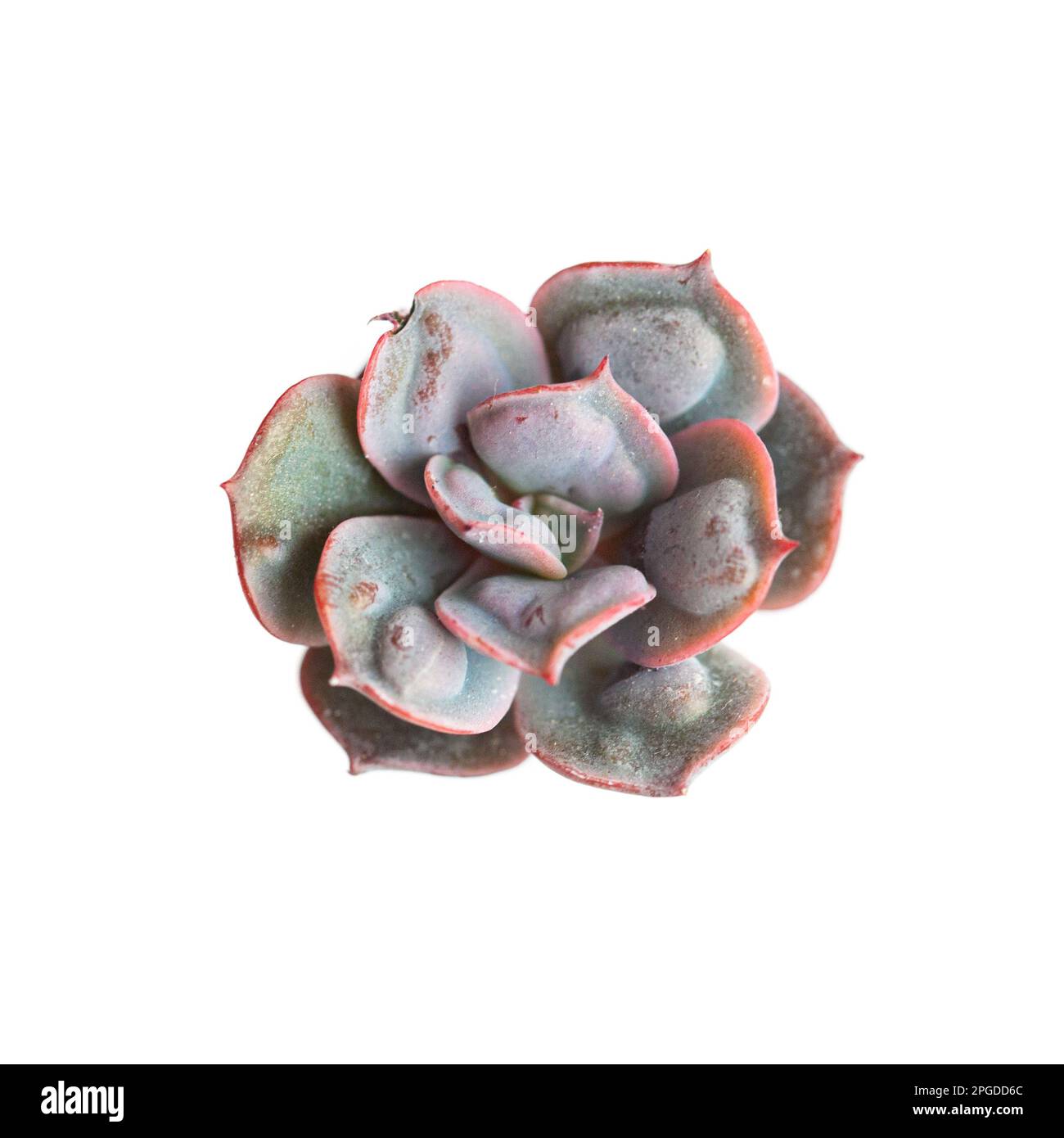 Isolated Echeveria Heart's Delight flower plant top view Stock Photo