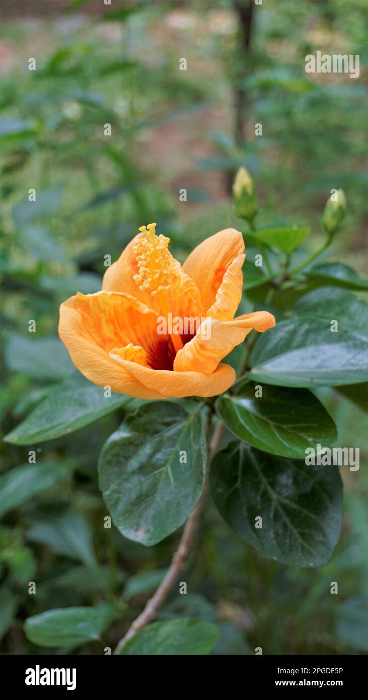 Closeup of beautiful Orange color Hibiscus boryanus flower Stock Photo