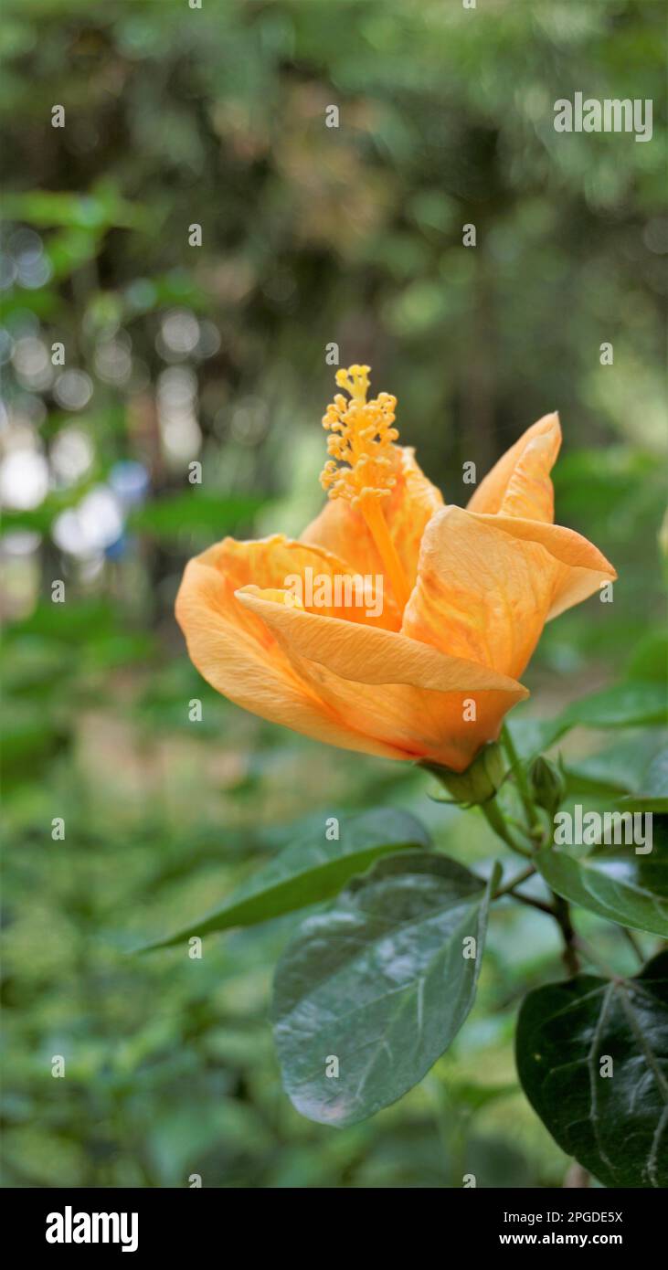 Closeup of beautiful Orange color Hibiscus boryanus flower Stock Photo