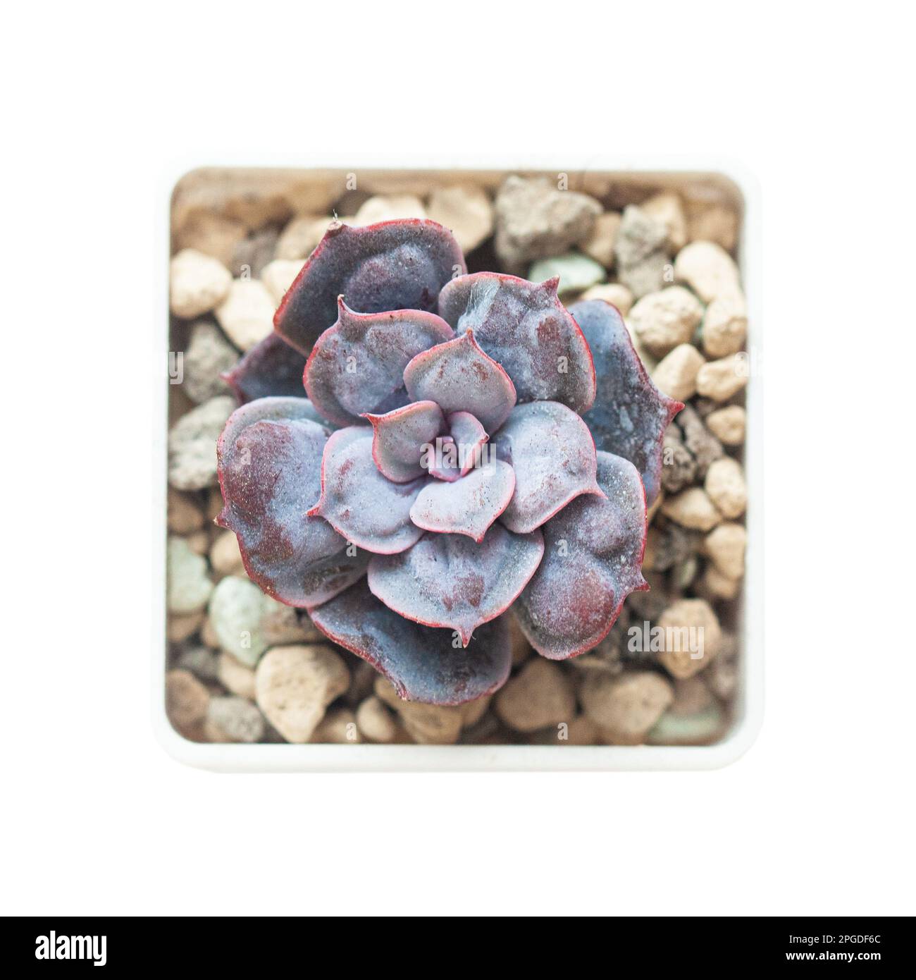 Succulent flowers with shaped bumps on purple leaves. Echeveria Heart's Delight, top view Stock Photo