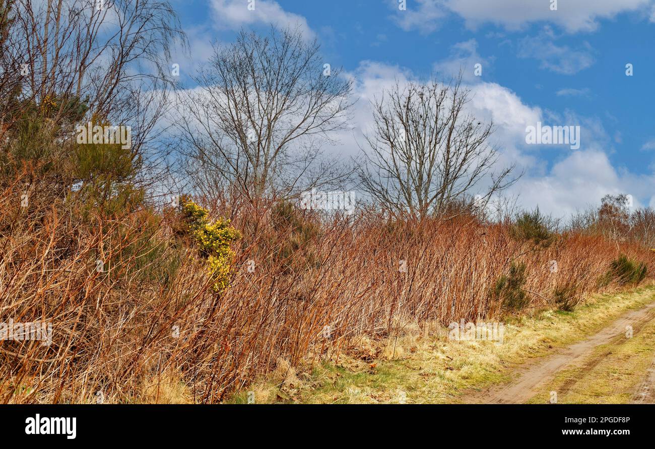 Japanese knotweed invasive plant in hi-res stock photography and images ...