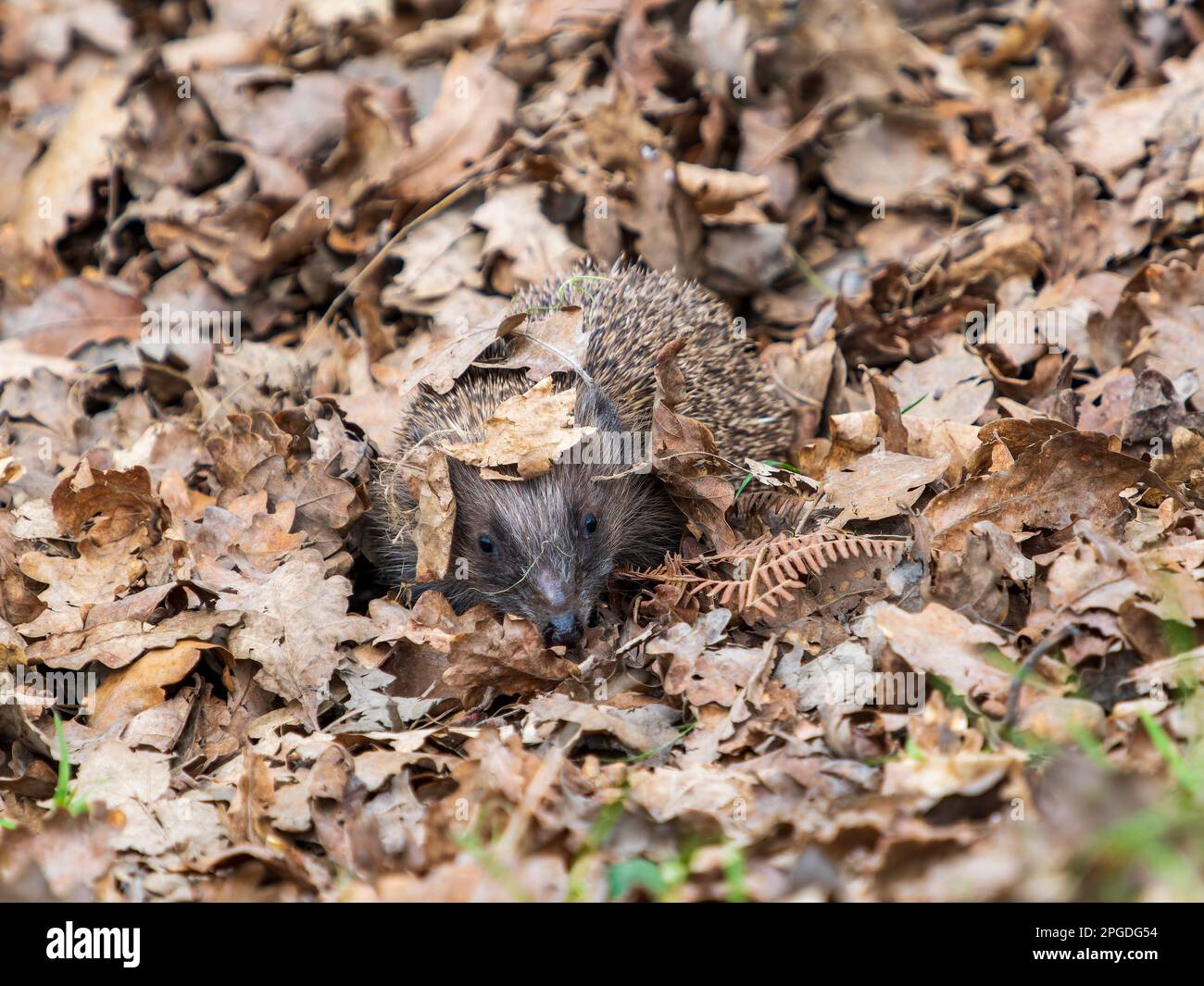Hedgehog Walking in the Leaf Litter Stock Photo Alamy