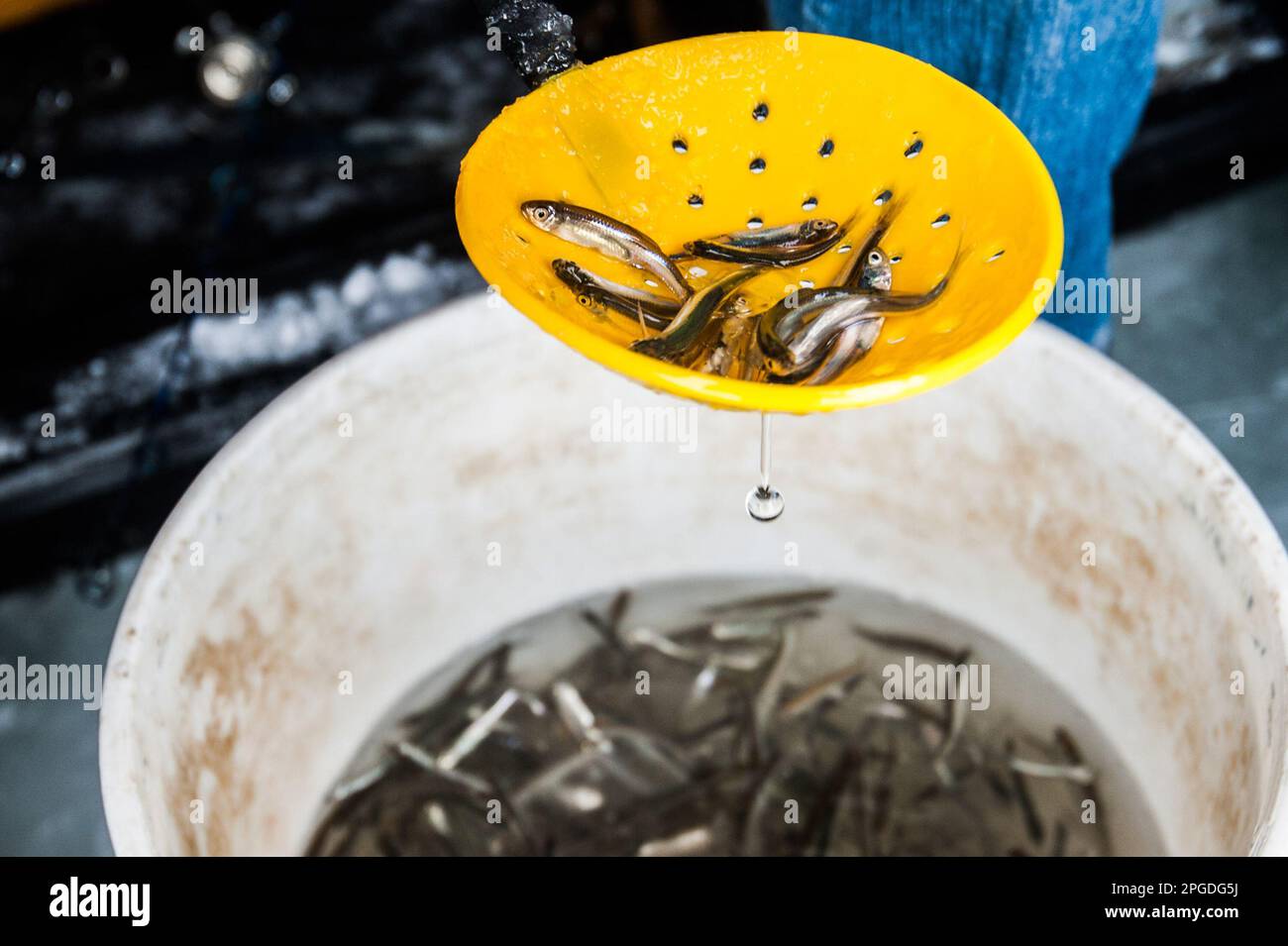 Minnows bait hi-res stock photography and images - Alamy